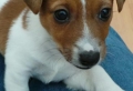 Le jack russell terrier – un chien adorable que vous allez aimer tout de suite