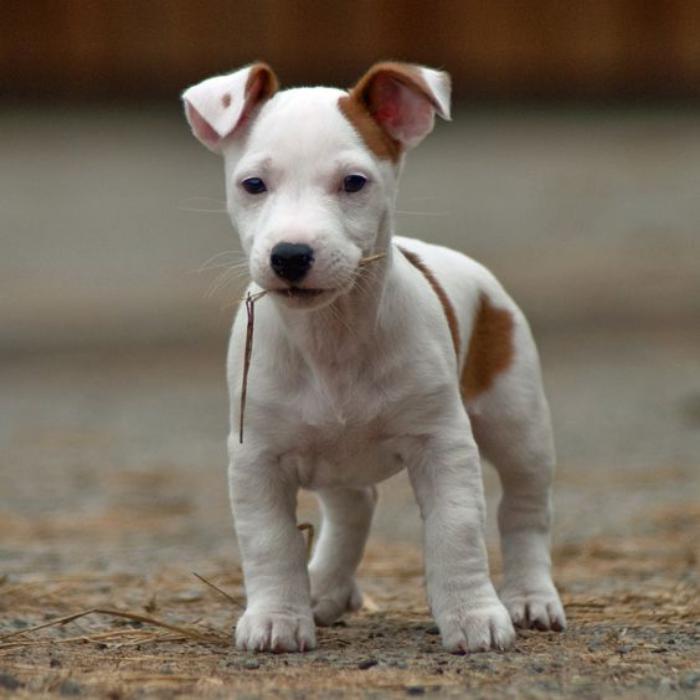 Le Jack Russell Terrier Un Chien Adorable Que Vous Allez Aimer Tout De Suite Archzine Fr