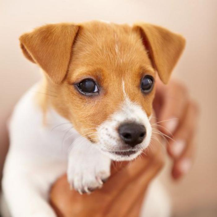 Le Jack Russell Terrier Un Chien Adorable Que Vous Allez Aimer Tout De Suite Archzine Fr