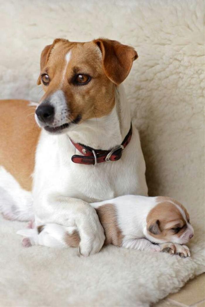 Le Jack Russell Terrier Un Chien Adorable Que Vous Allez Aimer Tout De Suite Archzine Fr