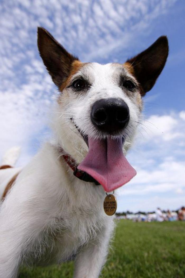 jack-russell-photo-de-jack-russell