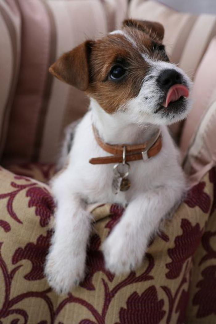 jack-russell-poil-long