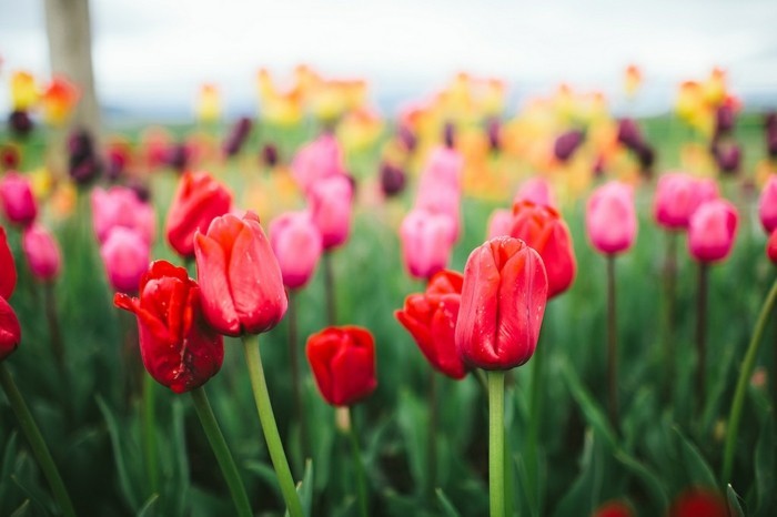 joie-de-voir-paysage-belles-images-nature-épreuve-magnifique-tulips