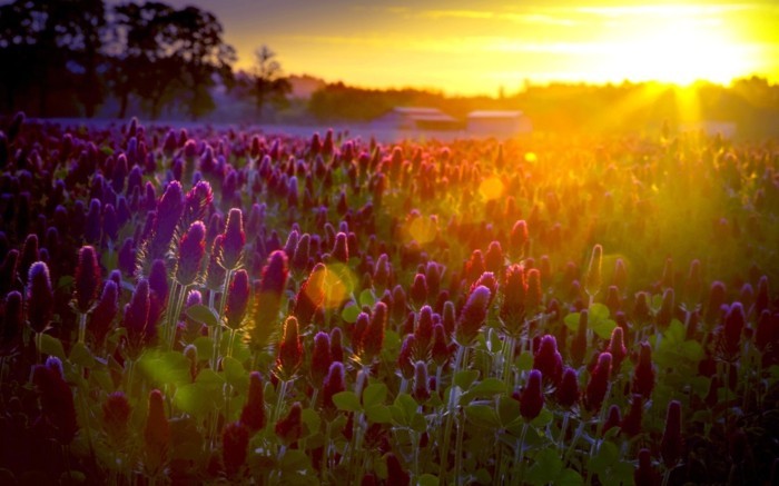 le-coucher-du-soleil-fleur-de-beauté-en-violet-peleuse-photo-d-un-paysage-clairière-montagnes