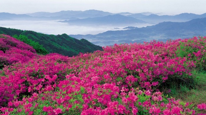 les-plus-belles-photos-du-monde-paysage-de-fleurs-image-montagnes