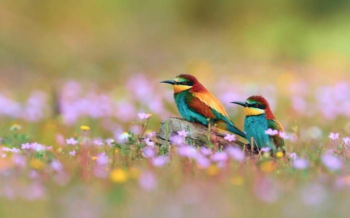 magnifique-photo-de-beau-paysage-bouquet-aquarelle-cool-image-oiseaux-beauté