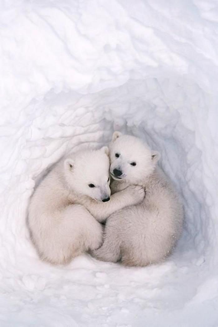 ours-polaire-accolade-d'amitié-entre-deux-petits-oursons-blancs