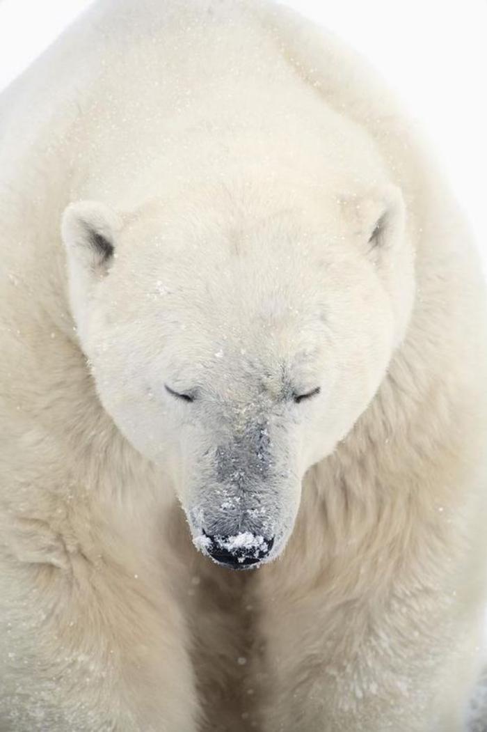 ours-polaire-carnivore-géant-ours-arctique