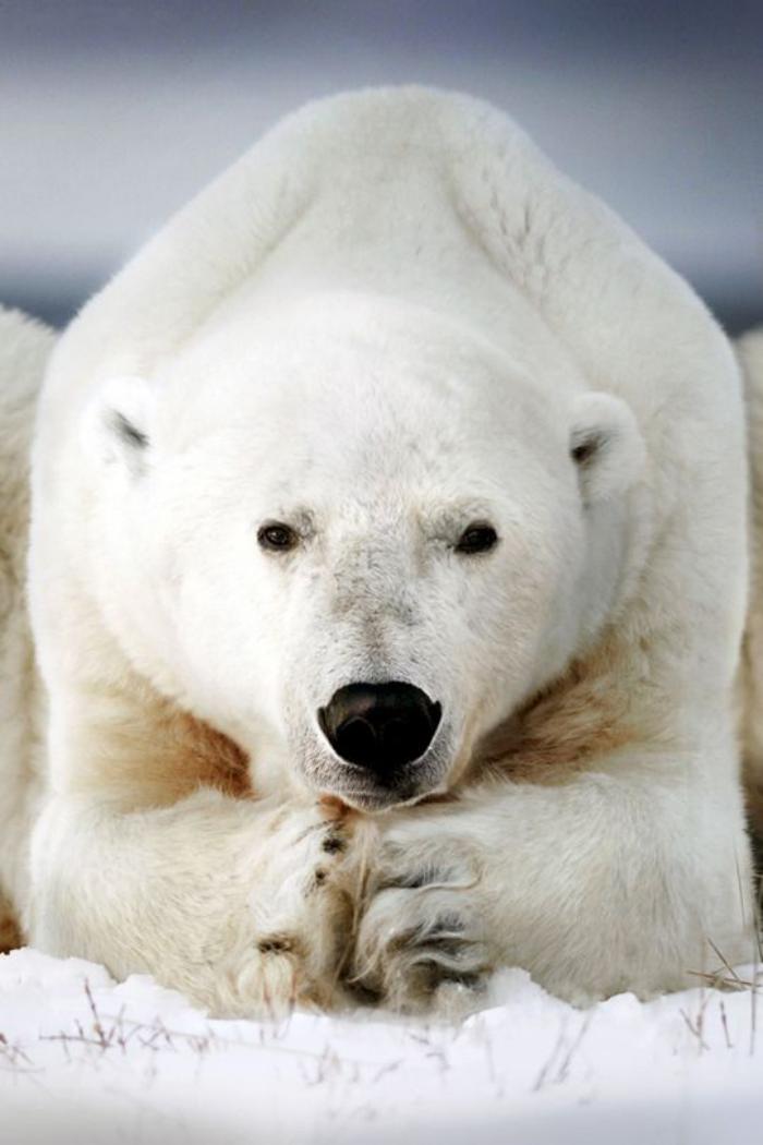 ours-polaire-grant-ours-polaire-espèce-magnifique