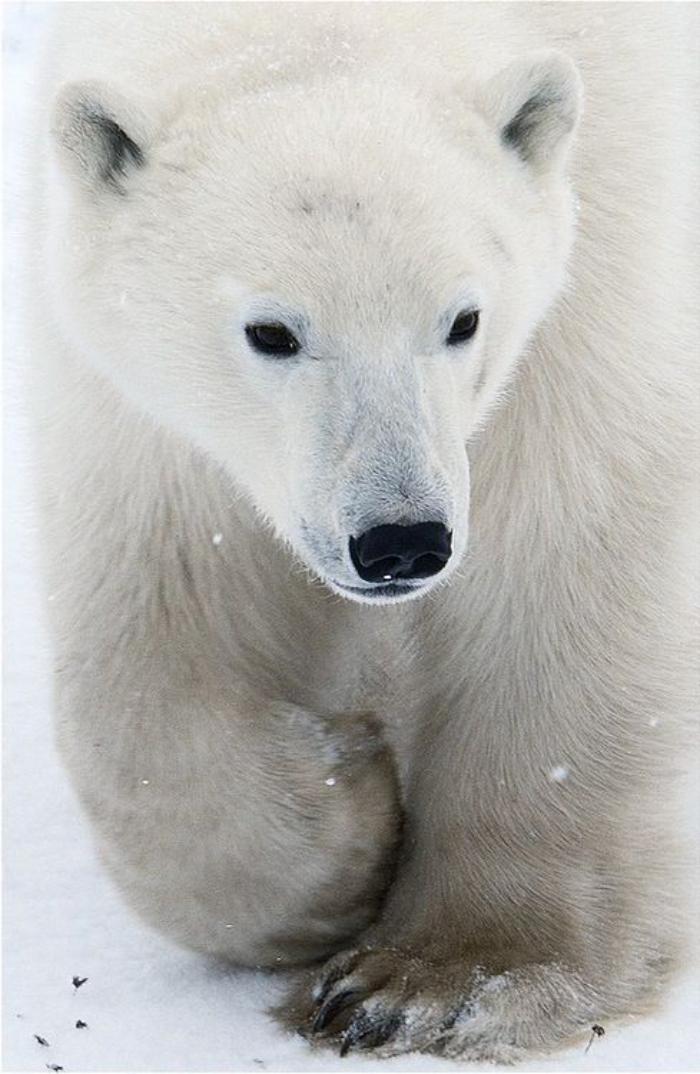 ours-polaire-joli-ours-blanc-mamnifère-magnifique