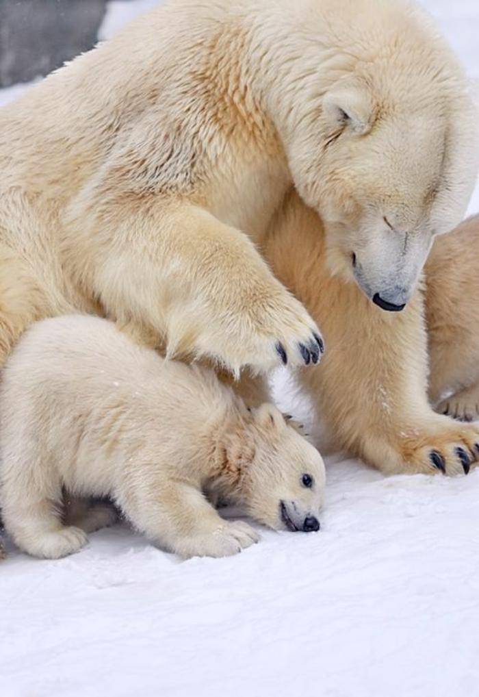 ours-polaire-l'enfance-de-l'ours-polaire