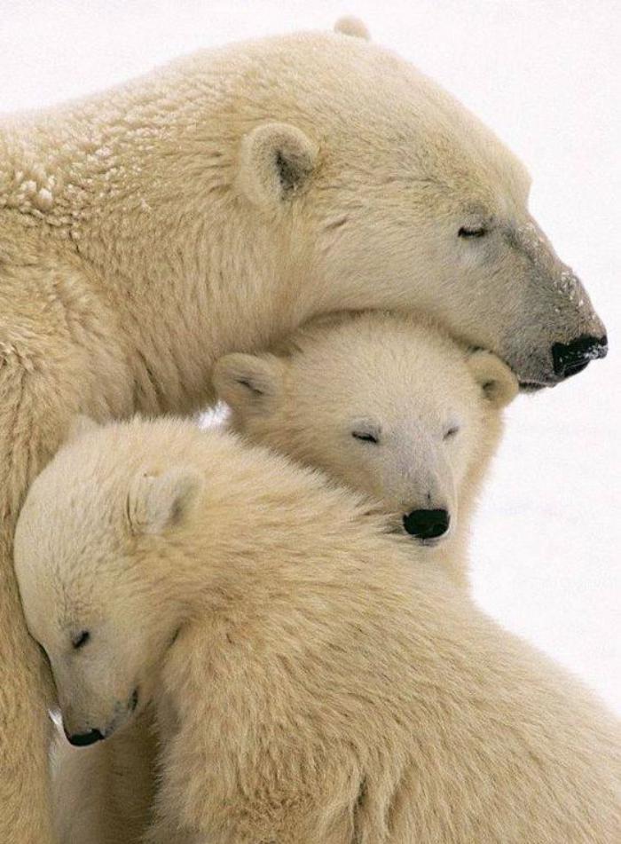 ours-polaire-maman-avec-ses-petits