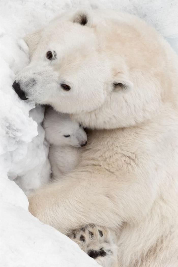 ours-polaire-maman-qui-embrasse-son-petit