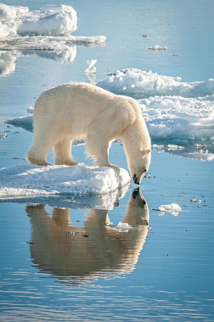 ours-polaire-ours-blanc-qui-regarde-sa-réflexion