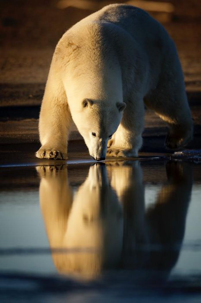 ours-polaire-ours-blanc-qui-boit-de-l'eau