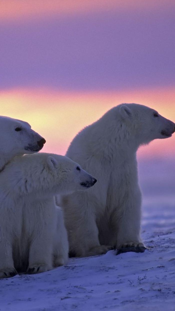 ours-polaire-ours-polaires-au-coucher-su-soleil