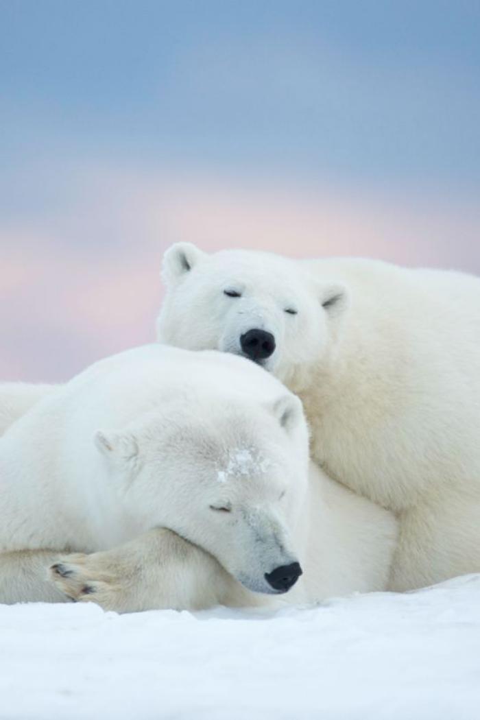 ours-polaire-ours-polaires-qui-dorment