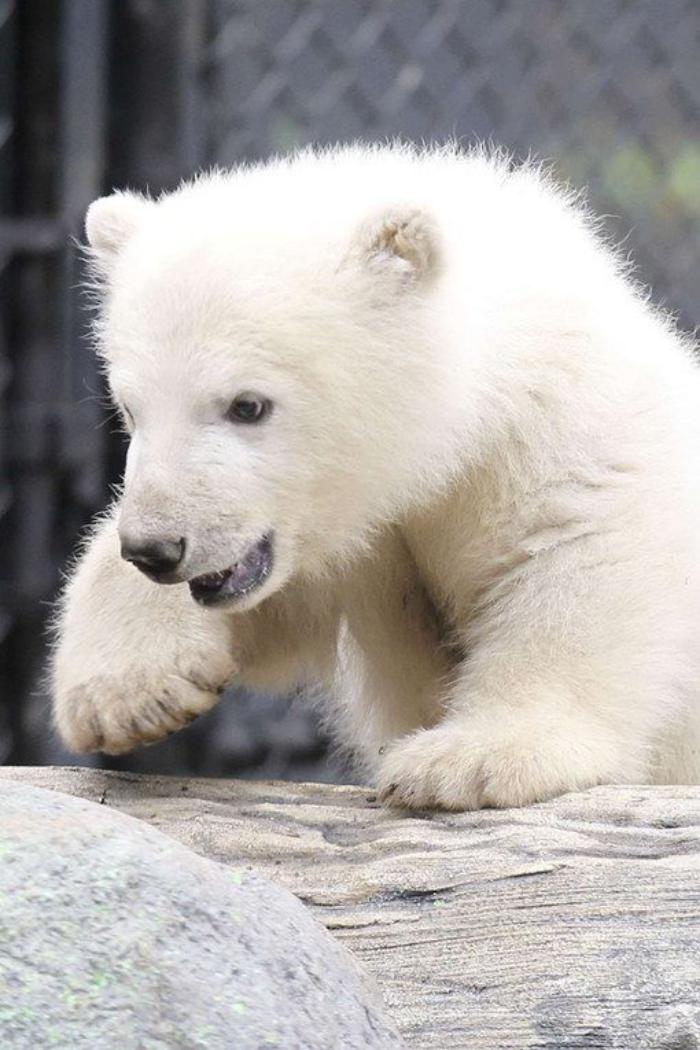ours-polaire-ourson-blanc-sympa