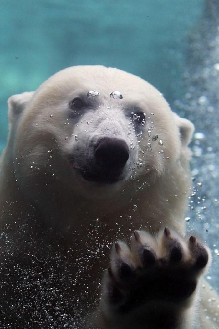 ours-polaire-photo-ours-polaire-grand-aquarium