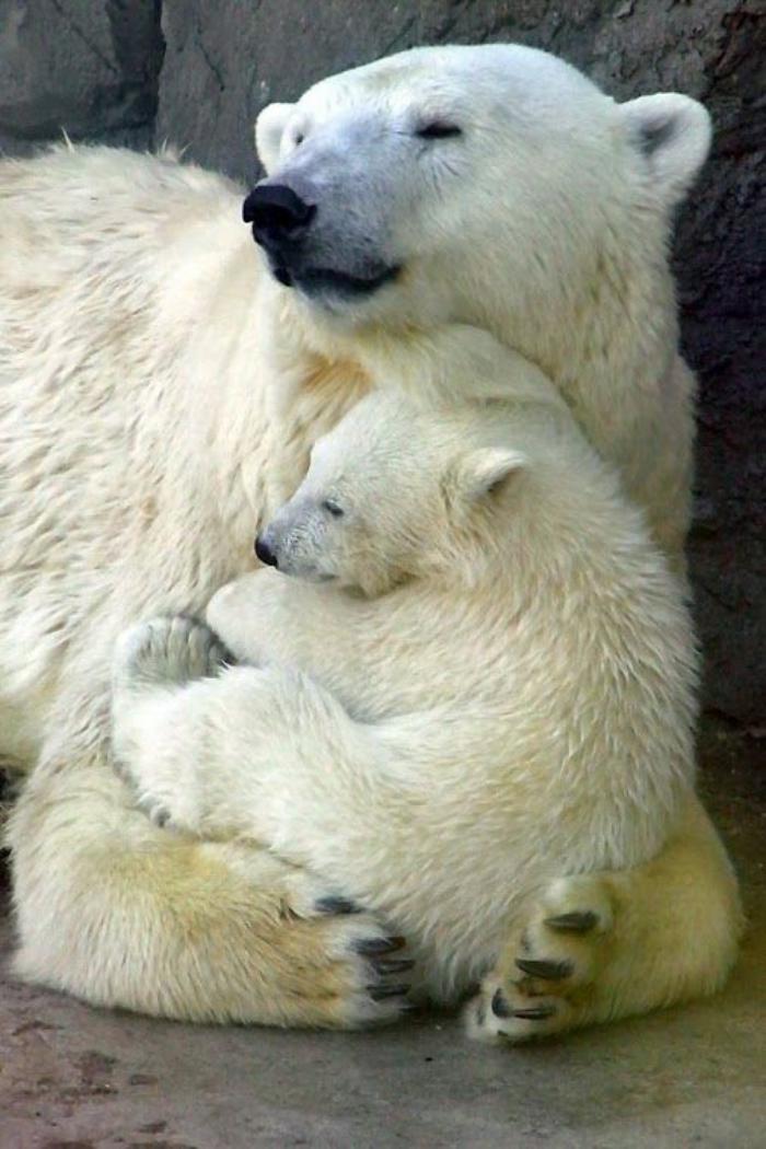 ours-polaire-photos-ours-polaires-maman-et-ourson