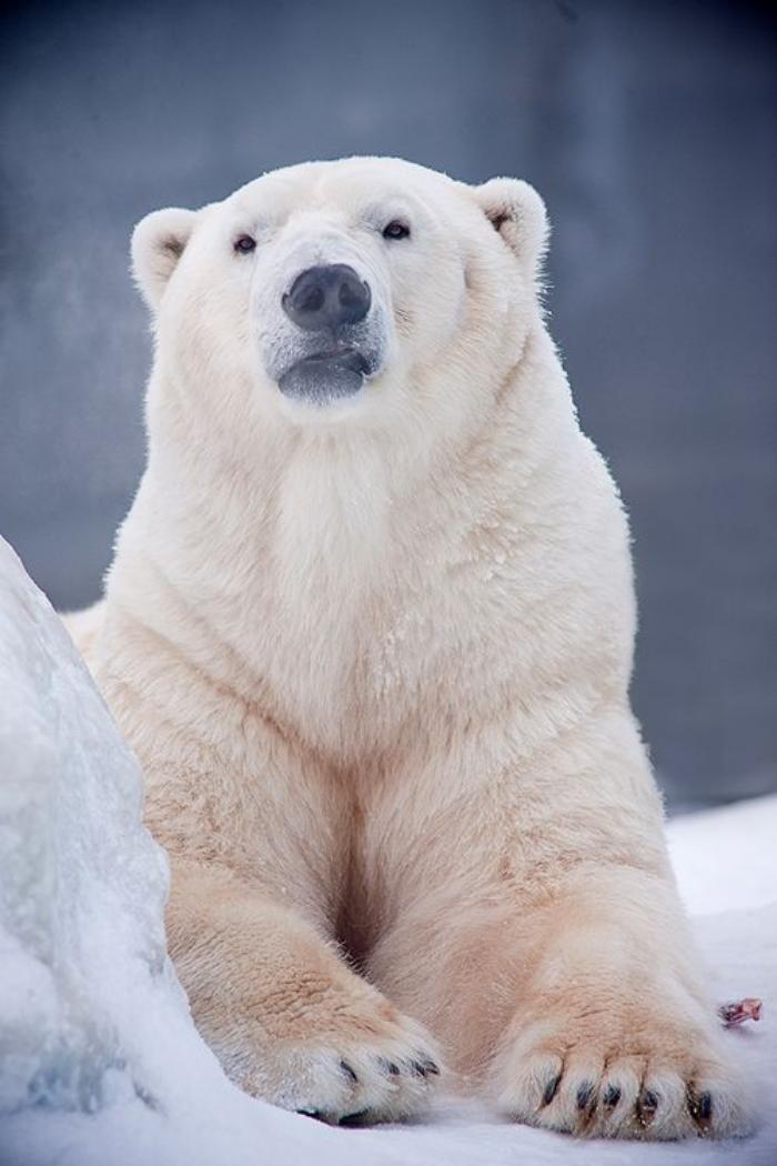 ours-polaire-un-grand-ours-curieux