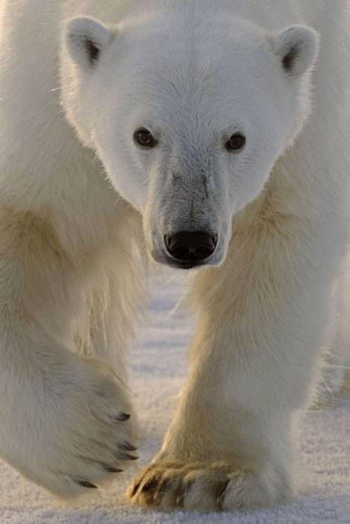 ours-polaire-un-mâle-impressionnant-ours-blanc