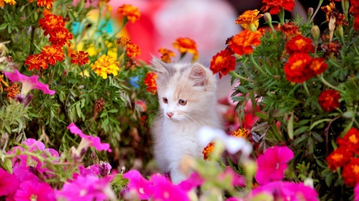 paysage-fleurs-la-plus-belle-photo-du-monde-beauté-un-chaton-mignon