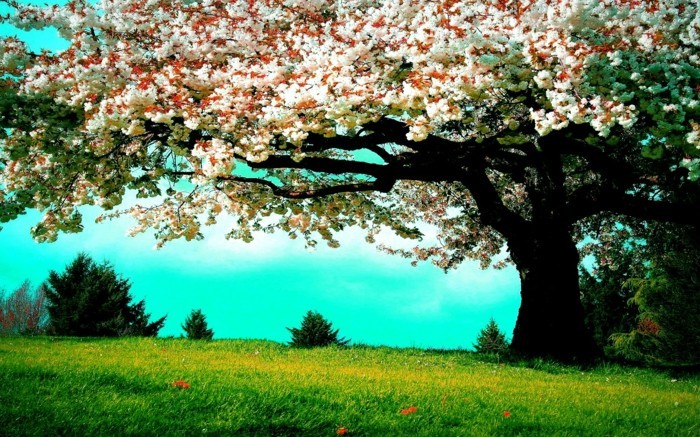 paysage-fleurs-la-plus-belle-photo-du-monde-beauté-v-printemps-cesieses