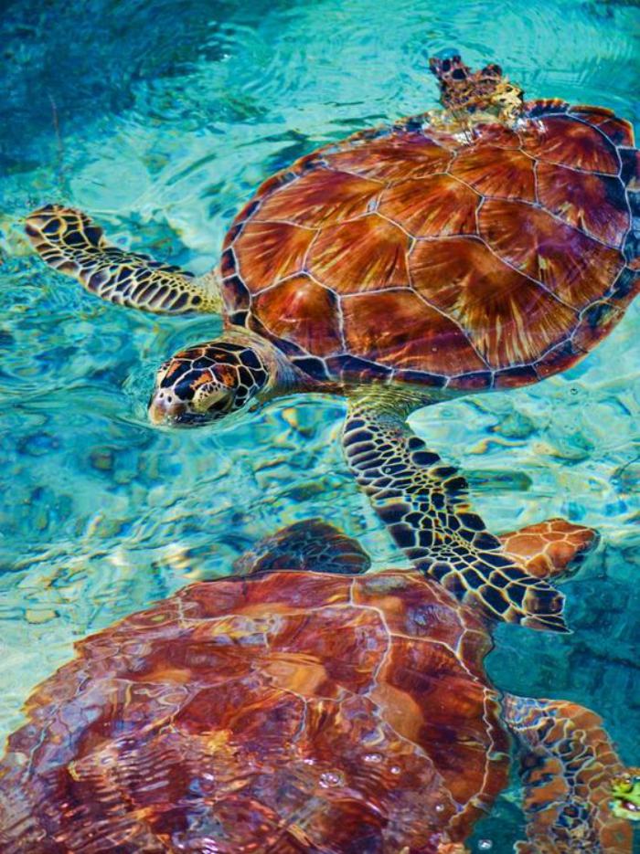 polynésie-française-voyage-deux-tortues-de-mer