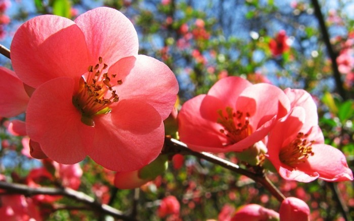ville-de-la-nature-beau-paysage-printemps-fleurie-image-rose