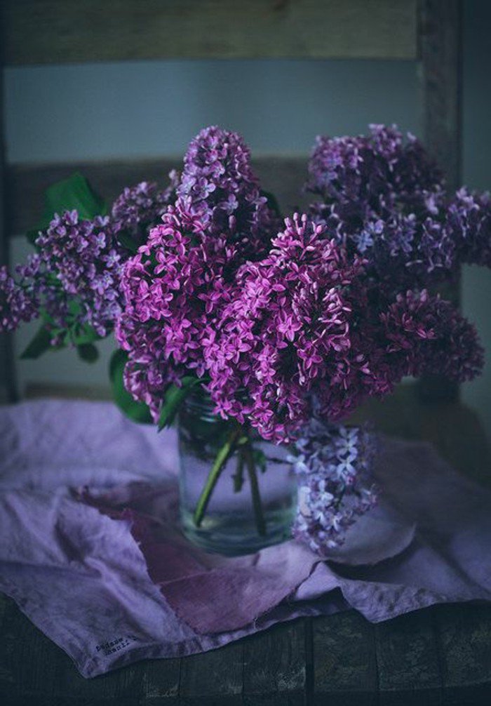arbuste-fleurs-violettes-fleur-de-violette-fleur-violette-sauvage-beauté-une-vase-de-verre-bocal-printemps-fleurs