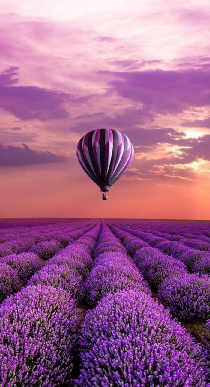 belle-fleur-blanche-et-fleur-violette-bicoleur-cool-idée-fleurs-à-offrir-balon-dans-le-ciel-coucher-de-soleil