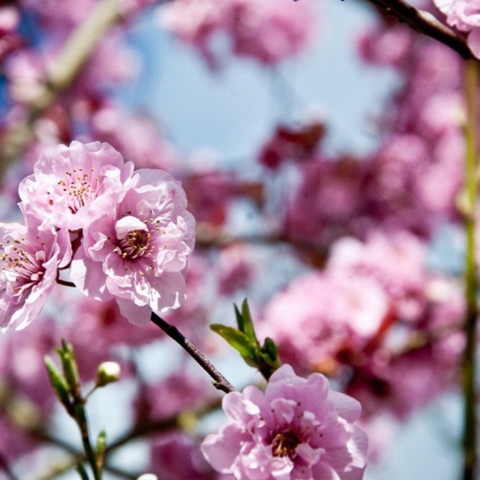 chouette-photo-fond-ecran-printemps-paysage-à-voir-les-fleurs-et-arbres-inspiration