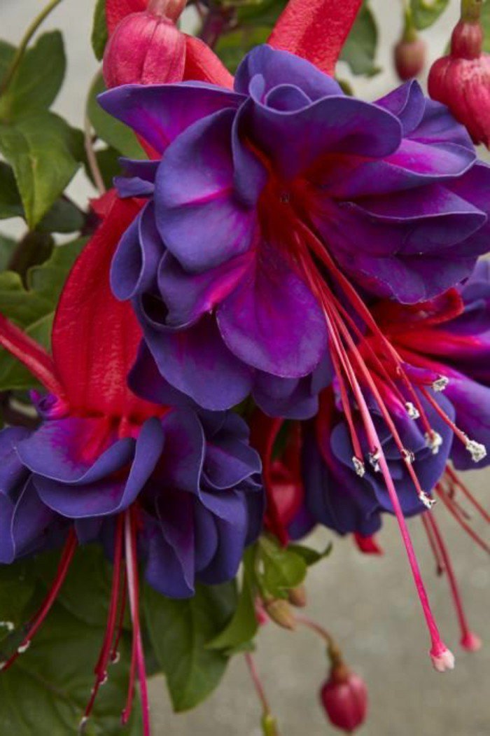 Les plus belles fleurs violettes en beaucoup d'images charmantes!