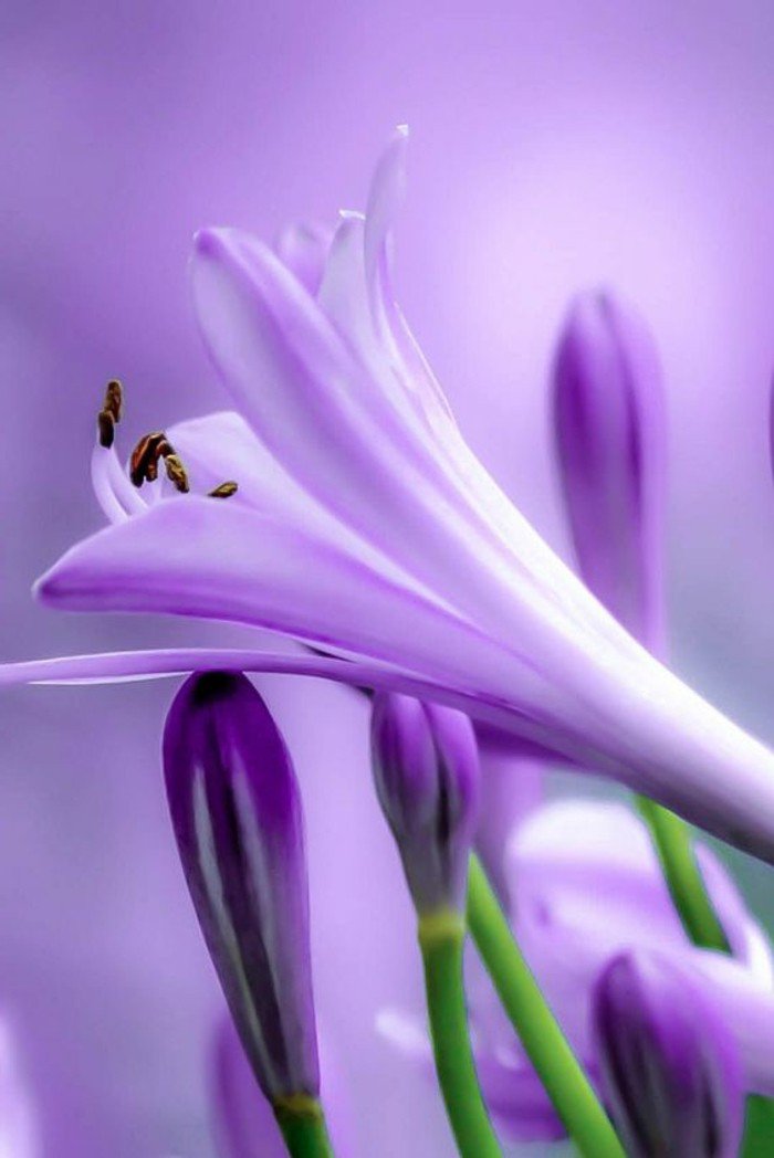 chouette-violettes-jolie-image-à-telecharger-fleur-beauté-en-plain-nature-photographie