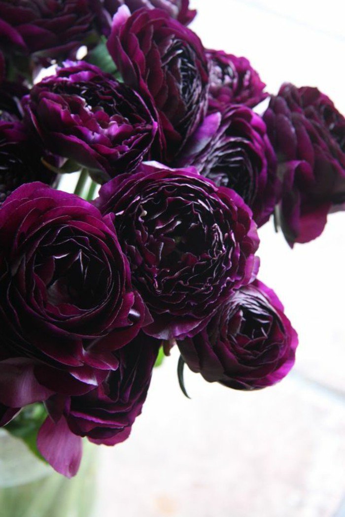 chouette-violettes-jolie-image-à-telecharger-fleur-beauté-en-plain-nature-violet-foncé