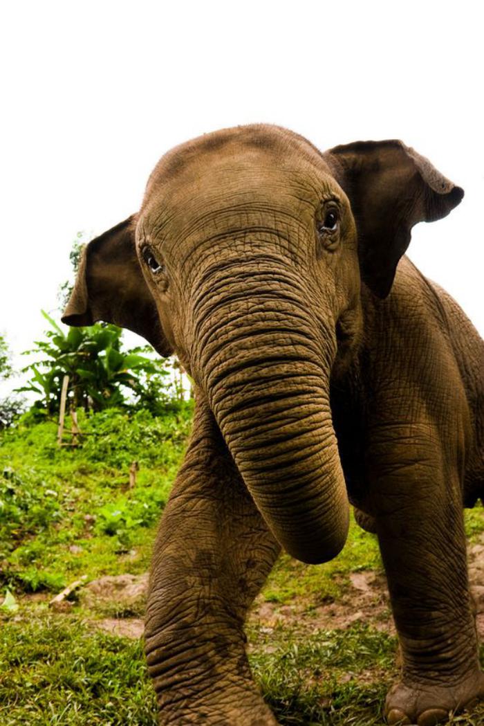 circuit-en-thailande-rencontrer-les-éléphants-de-thailande