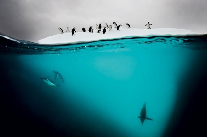 cool-image-la-plus-belle-image-du-monde-pinguins