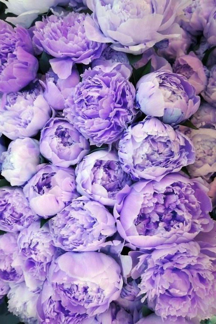cool-pensées-fleurs-viola-cornuta-violette-fleur-qui-donne-des-sourires-belle