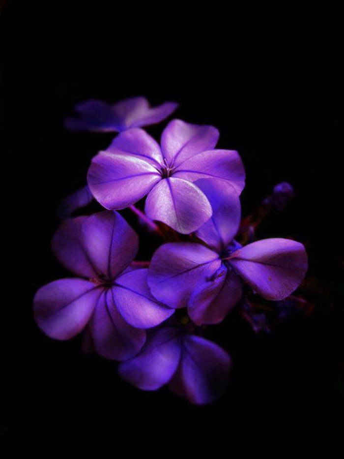 cool-pensées-fleurs-viola-cornuta-violette-fleur-qui-donne-des-sourires-cool