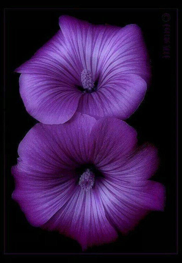 cool-pensées-fleurs-viola-cornuta-violette-fleur-qui-donne-des-sourires-fantastique