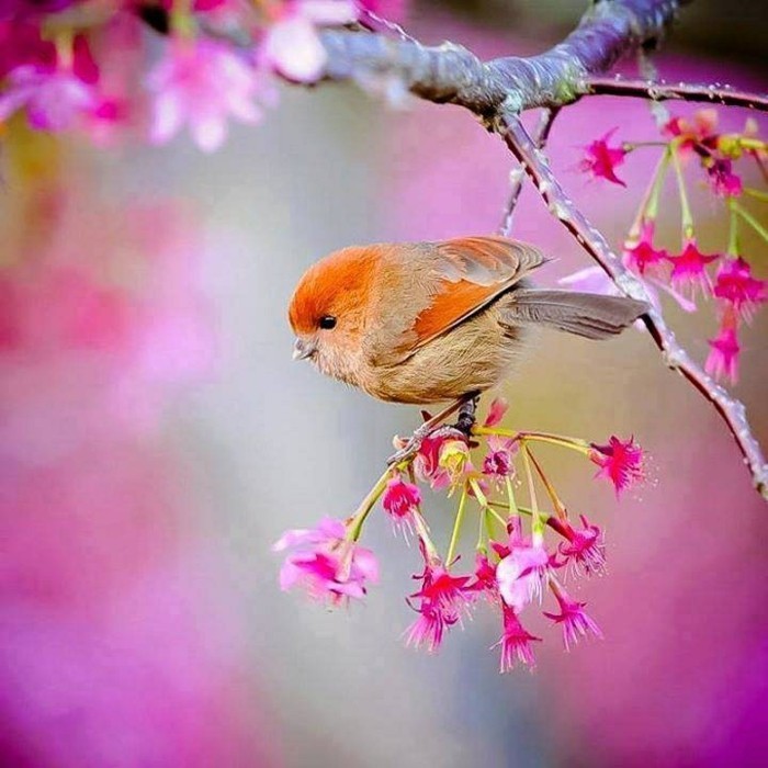 date-du-printemps-fleurs-de-printemps-une-photographie-jolie-avec-oiseaux