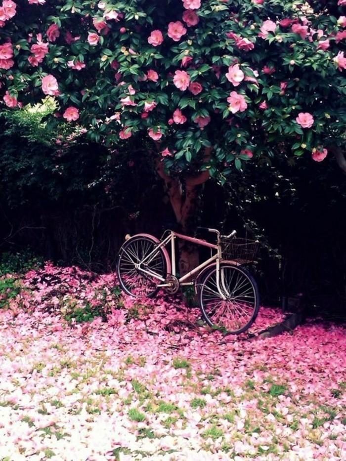 fond-ecran-printemps-paysage-à-voir-les-fleurs-et-arbres-inspiration-beauté-en-rose