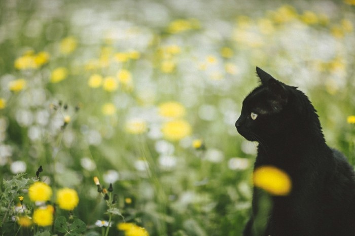 fond-ecran-printemps-paysage-à-voir-les-fleurs-et-arbres-inspiration-le-chaton-noire