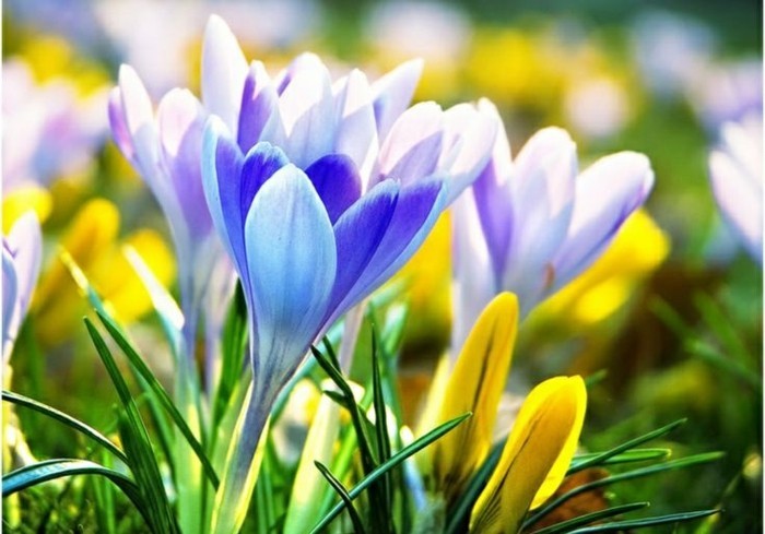 fonds-d'écran-printemps-fond-d'écran-gratuit-printemps-fond-ecran-fleur