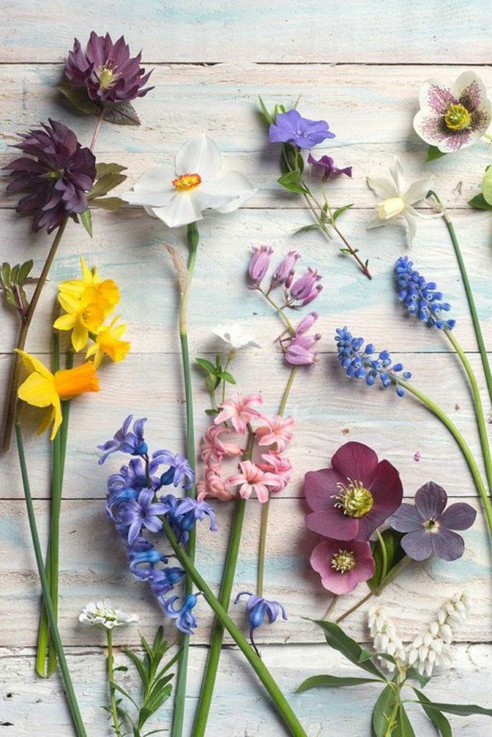 image-beauté-des-fleurs-violettes-les-plus-belles-images-du-monde-inspiration