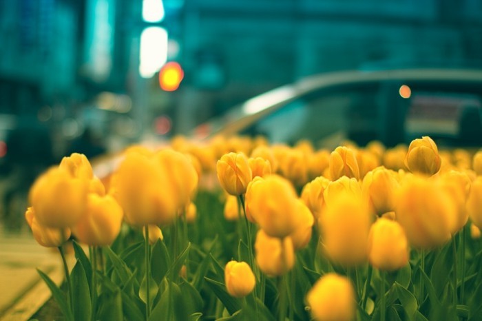 la-date-du-printemps-fleurs-de-printemps-une-photographie-jolie-belles-tulipes-jaunes