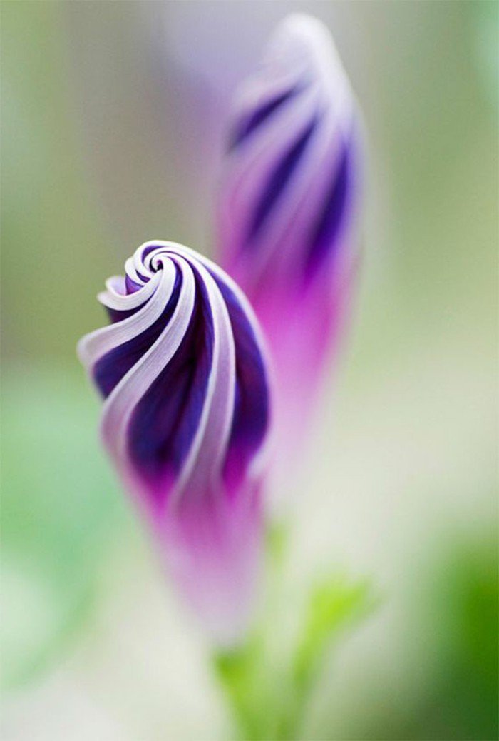 la-fleur-lilia-beauté-de-la-nature-fleure-violette-fleurs-violettes-vivaces-exotique