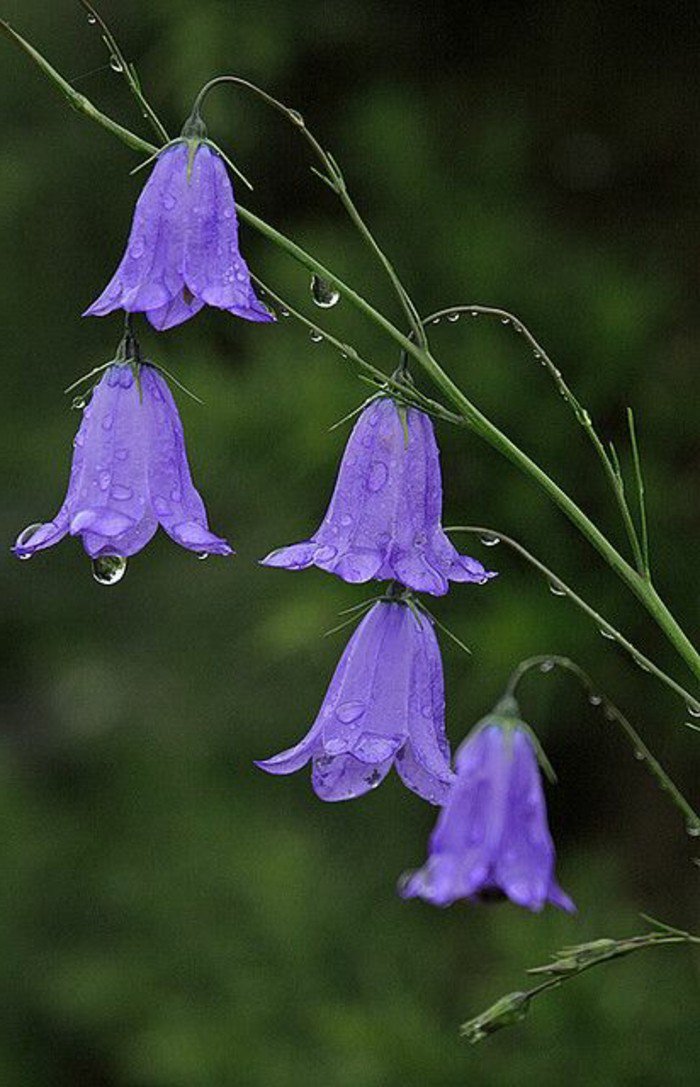 les-plus-belles-images-fleurs-viole-twater-violet-fleur-de-bach-beaute