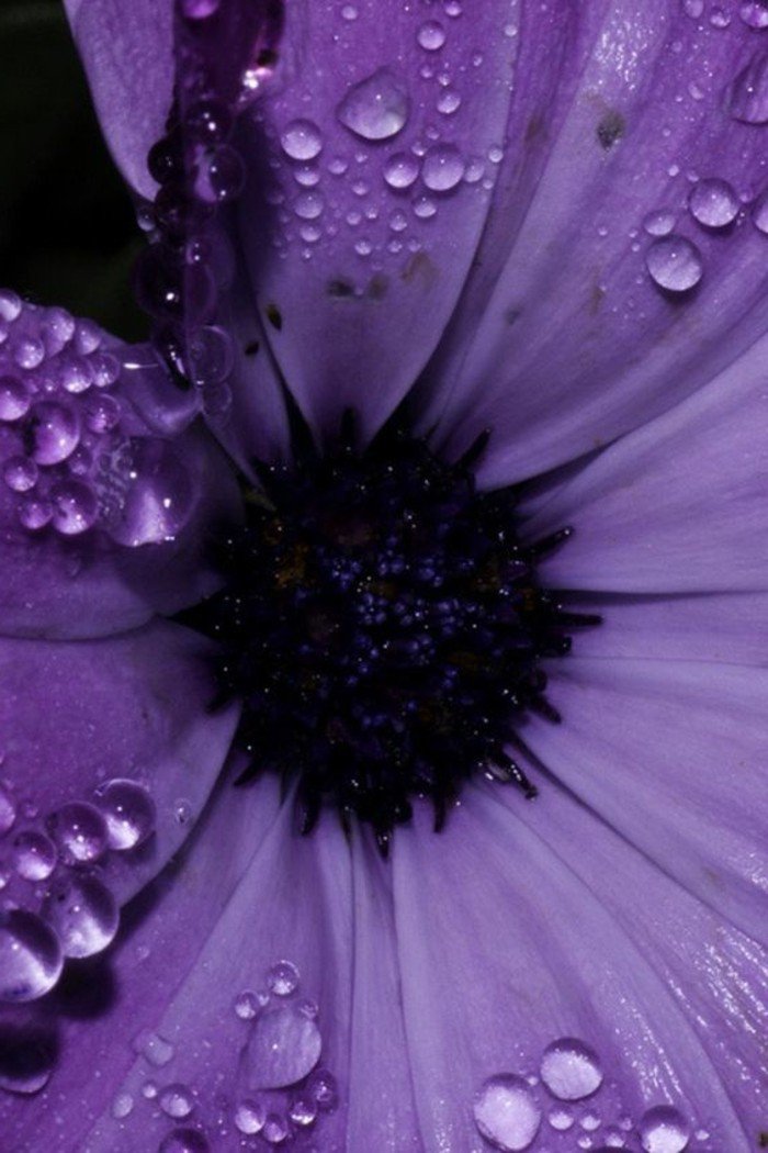 lila-beauté-de-la-nature-fleure-violette-fleurs-violettes-vivaces